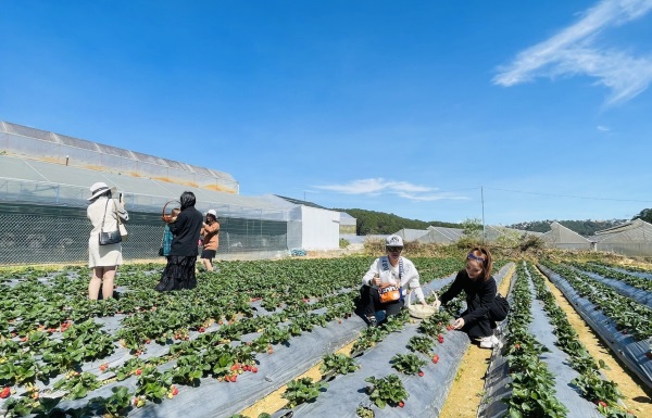 Du lịch trồng dâu tại Đà Lạt