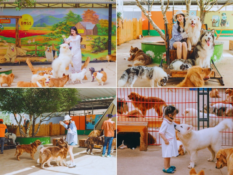 Nông trại cún Puppy Farm Đà Lạt - Cập nhật giá vé tham quan 2026